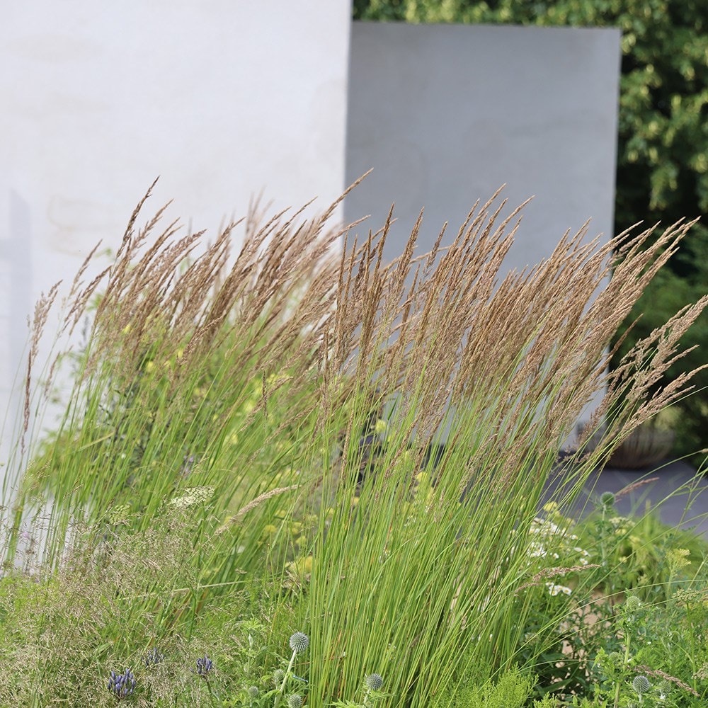 Calamagrostis &amp;times; Acutiflora 'karl Foerster'