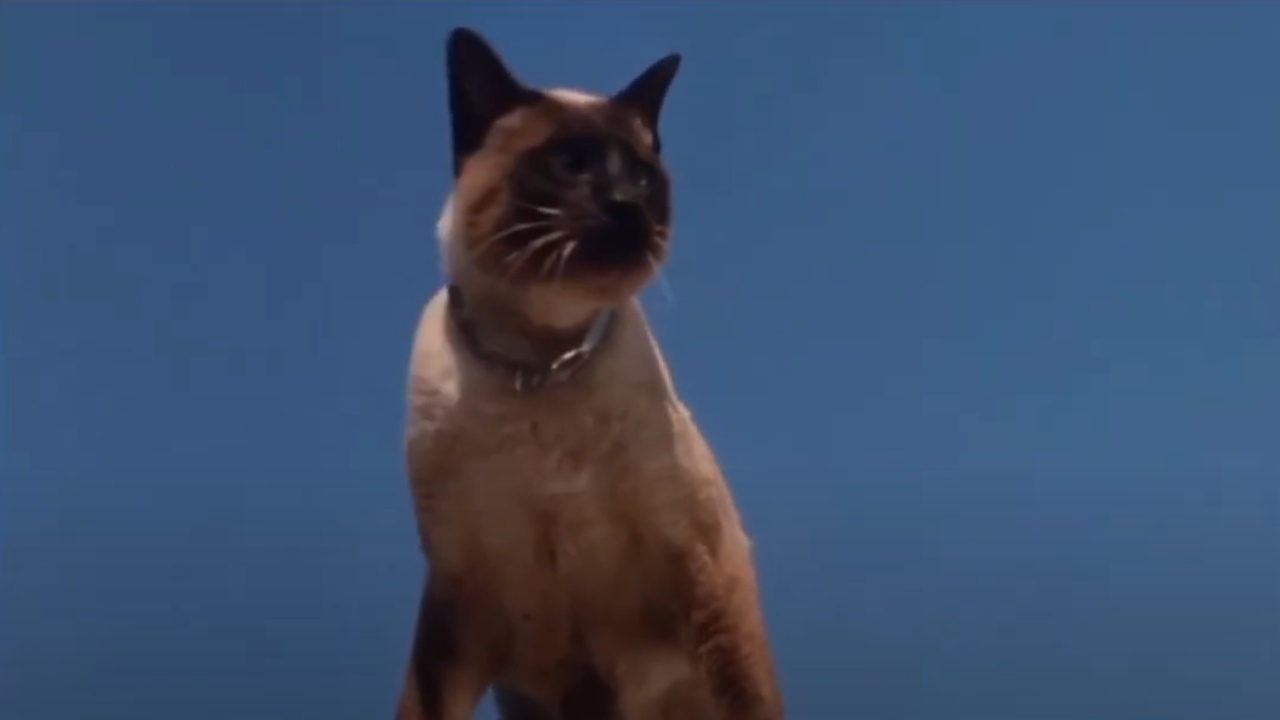 32 Amazing Cats In Hollywood History