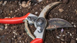 A pair of dirty, red-handled pruning shears on soil