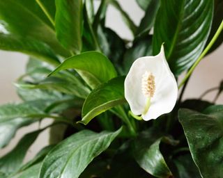 Close-up of peace lily leaves and flower