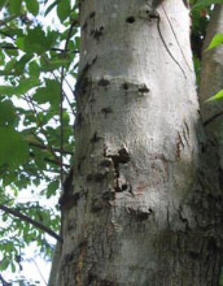 An infested Worcester maple, showing exit holes from adult Asian longhorned beetles.