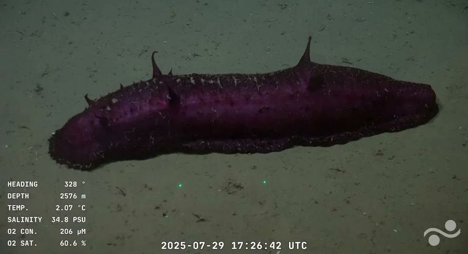 an image of a purple sea cucumber