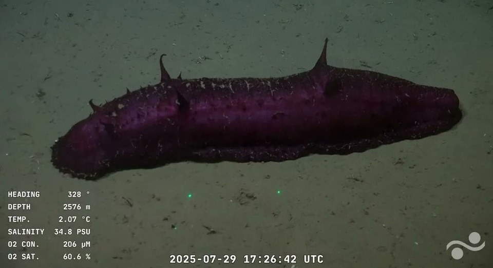 an image of a purple sea cucumber