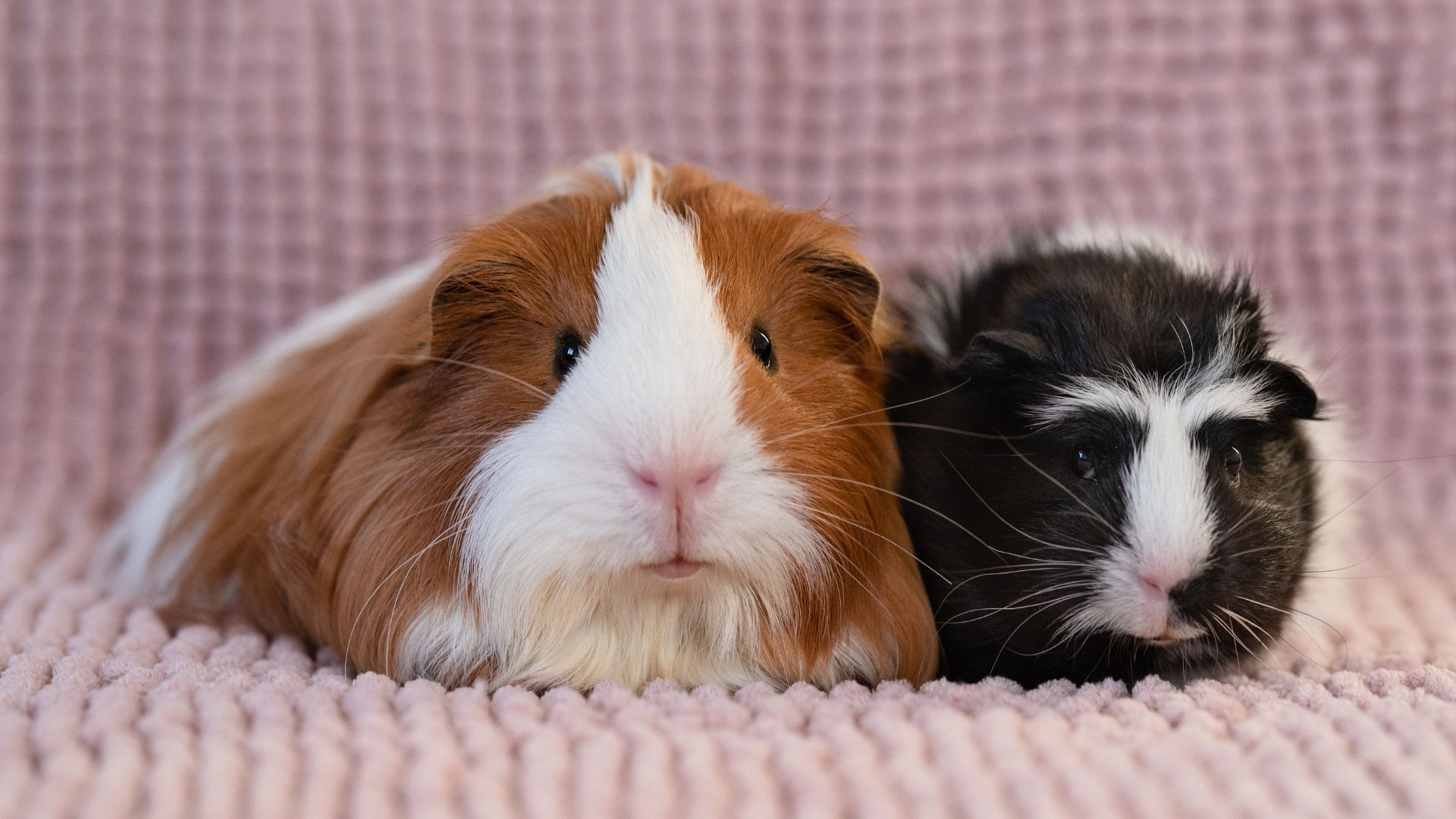 Two guinea pigs, one brown and white and the other black and white, sitting on a pink blanket
