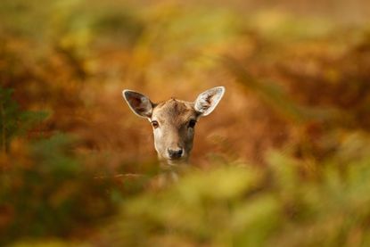 A young deer.