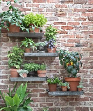 garden shelves with potted plants