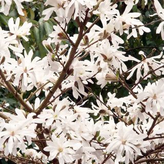 shrubs that flower in early spring: magnolia stellata