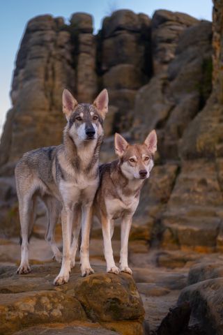 Two dogs standing on rocky terrain with a rocky formation in the background