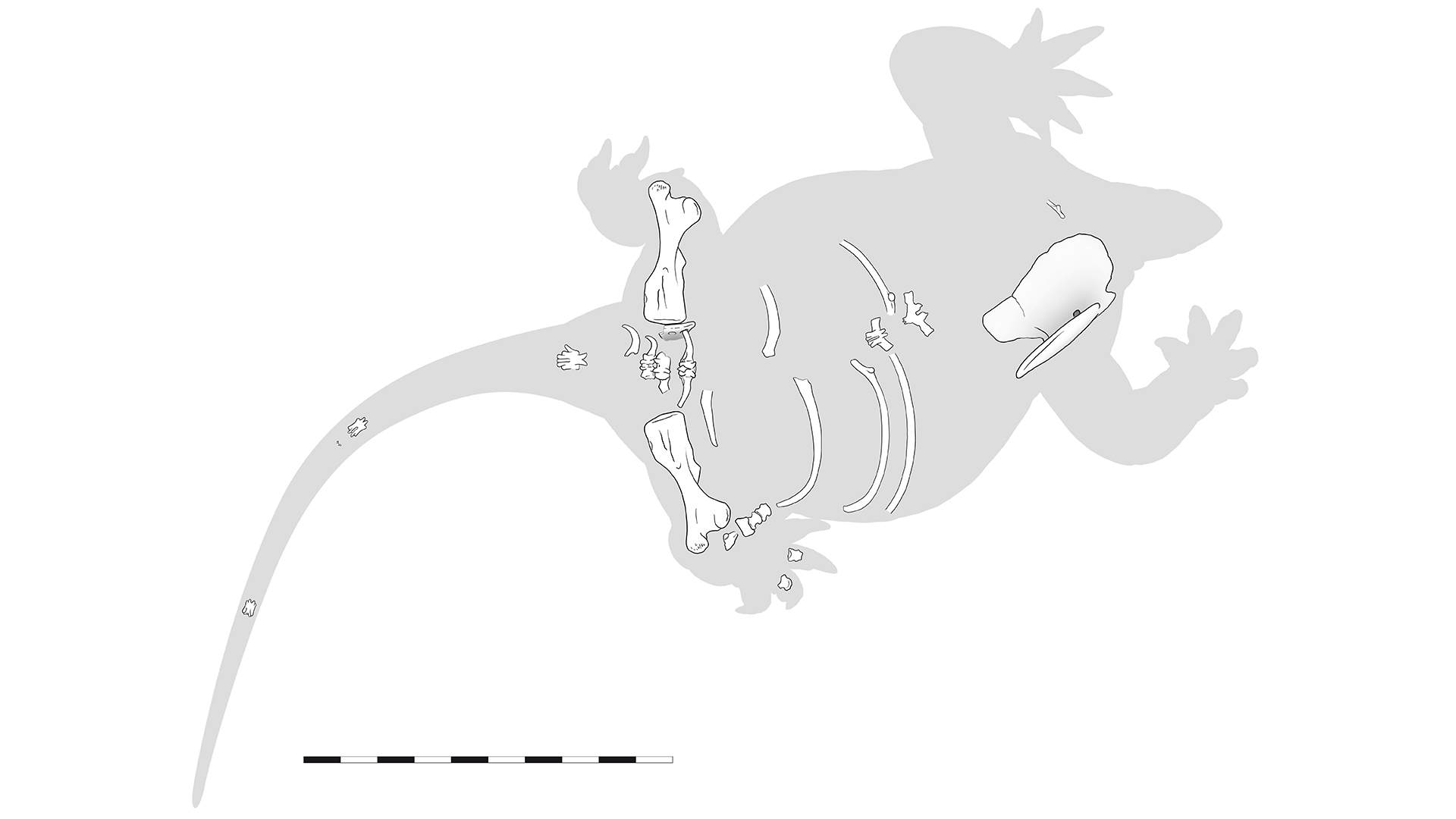 Skeletal remains of Lalieudorhynchus discovered.