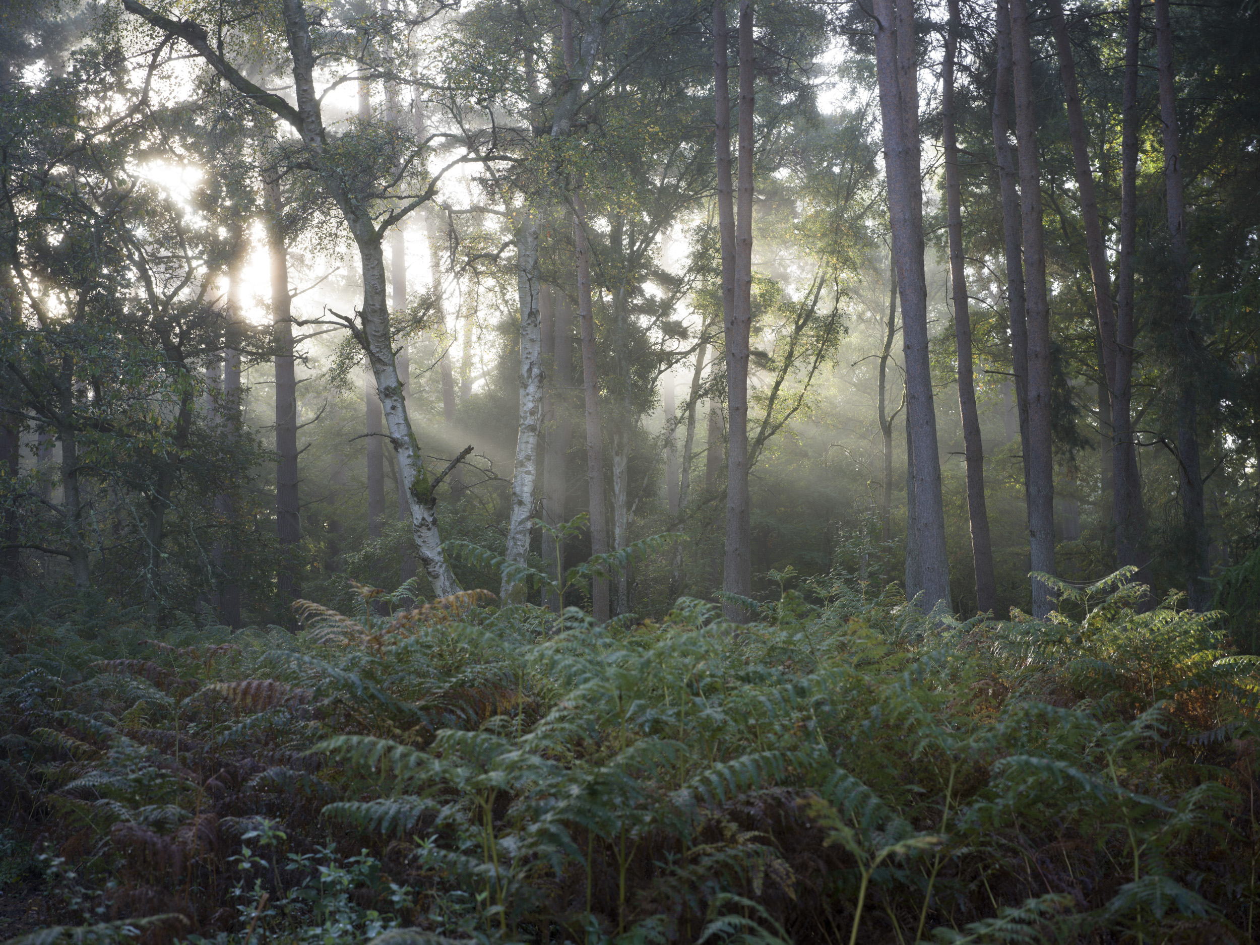Sample image taken with the Hasselblad X2D 100C of a forest with misty morning light