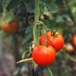 Close up of tomato plant