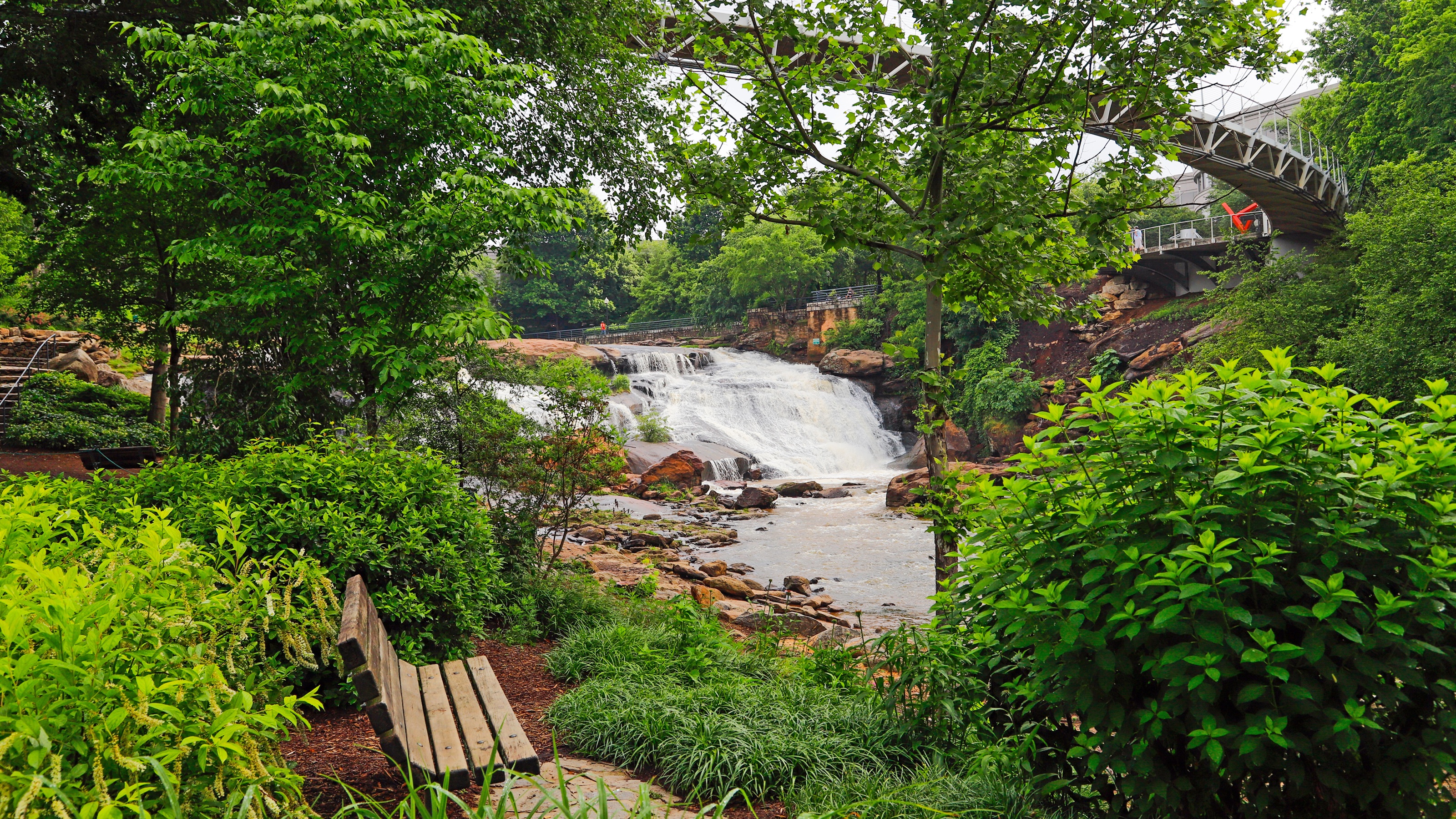 A lush forest scene in a Greenville, S.C., park.