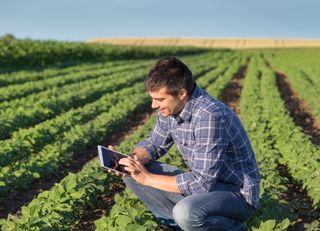 Farmer in a field looking at a tablet
