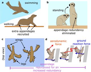 Four panels illustrate how animals use their appendages differently for different types of travel. Sea lions using their limbs differently in the water and on land, meerkats use their legs differently when standing tall, and birds use their wings for balance while walking.