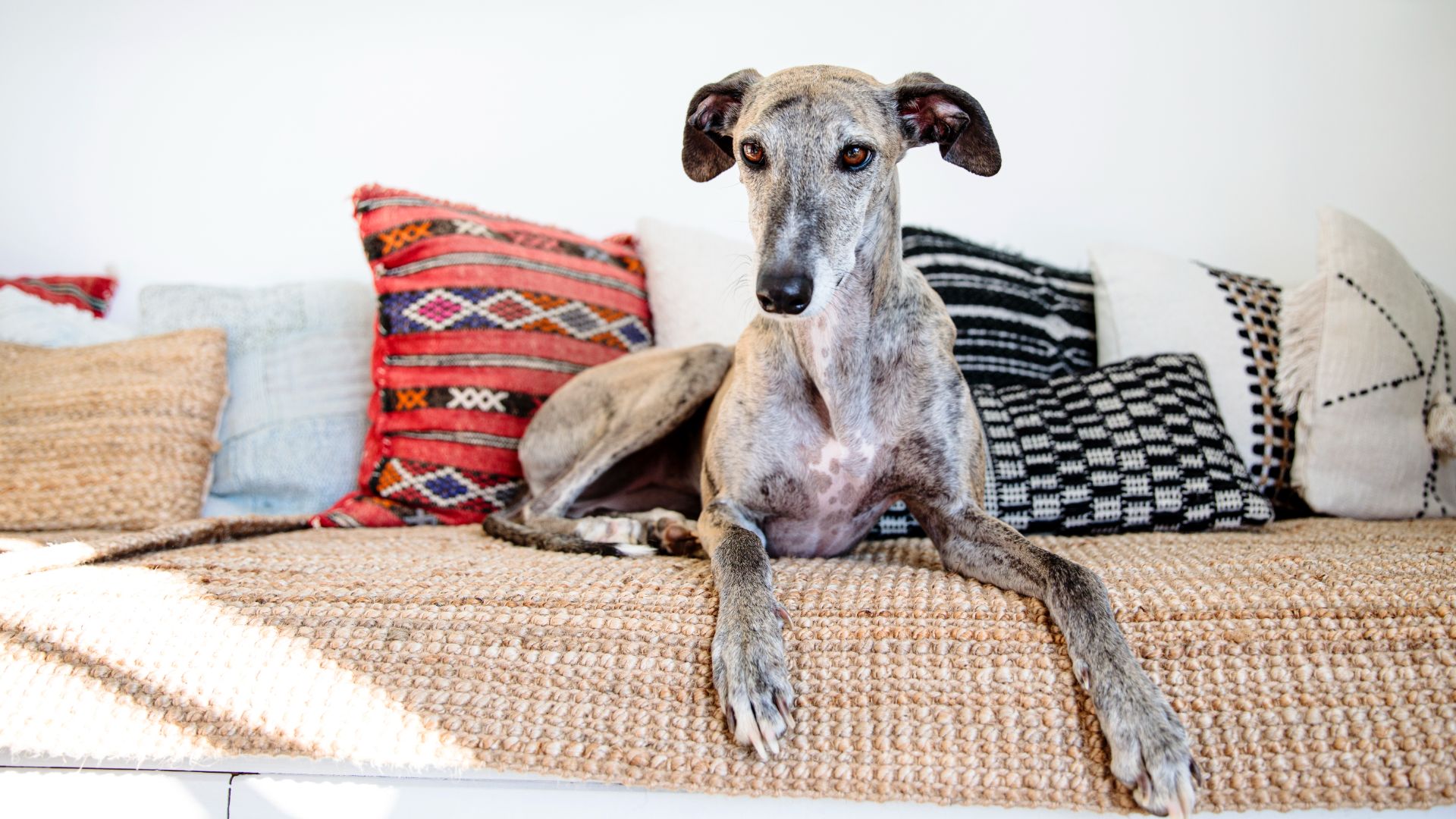 greyhound lying on a couch