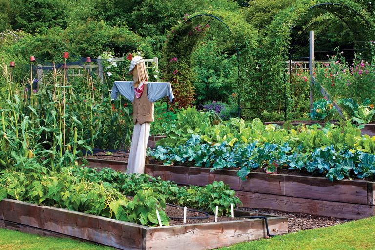 raised beds with scarecrow