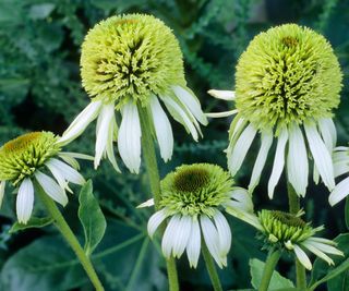 Coneflower 'Coconut Lime'