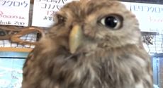 An owl at a Japanese "owl cafe," looking none too pleased.