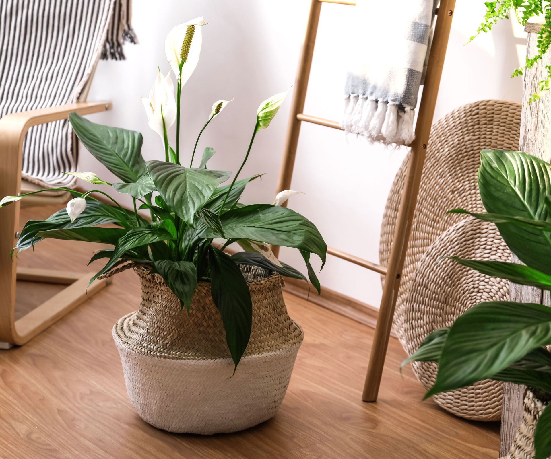 large peace lily in wicker basket pot with white flowers in living room
