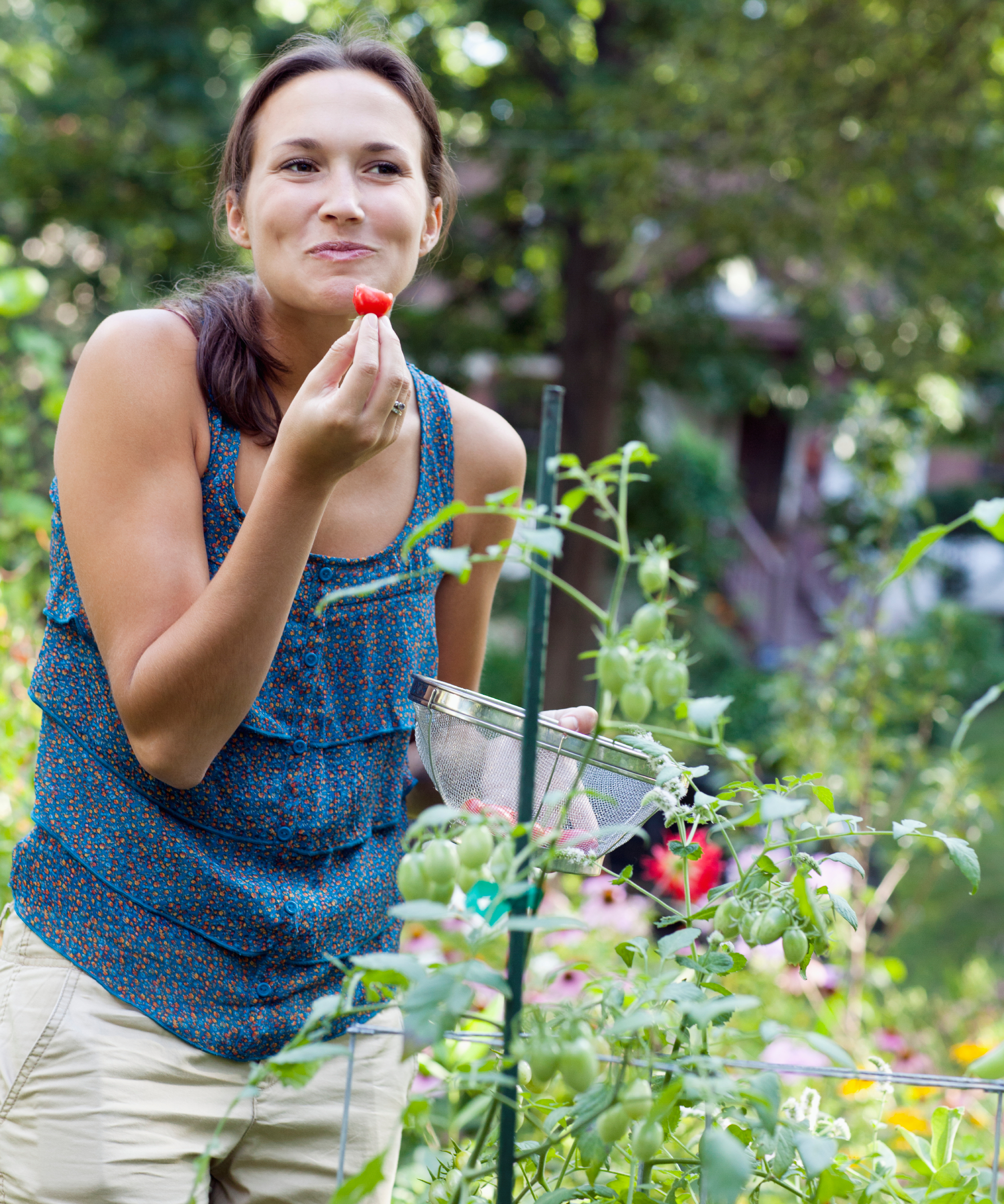 woman eating a homegrown tomato in the garden standing behind a tomato plant