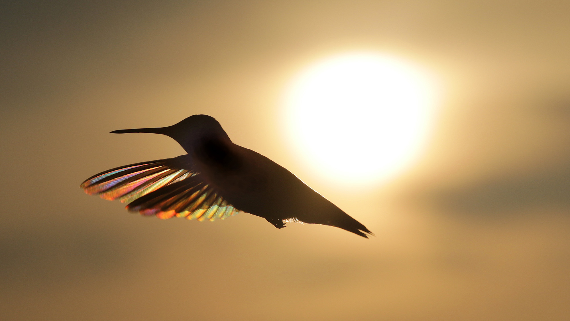 Hummingbird in flight
