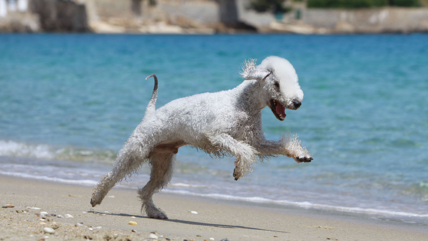 Bedlington terrier running along beach