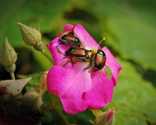 Japanese beetles on rose flower