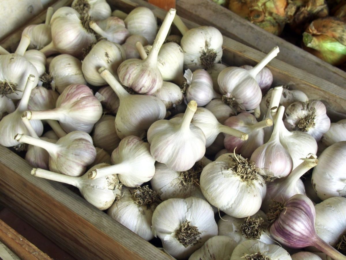 Best Way To Store Garlic - Storing Garlic Before And After Planting ...