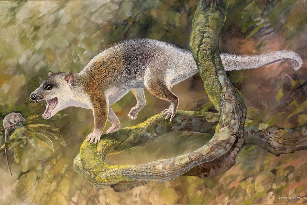 This ancient marsupial relative may not have actually been able to outcompete placental carnivores but rather developed in their absence.