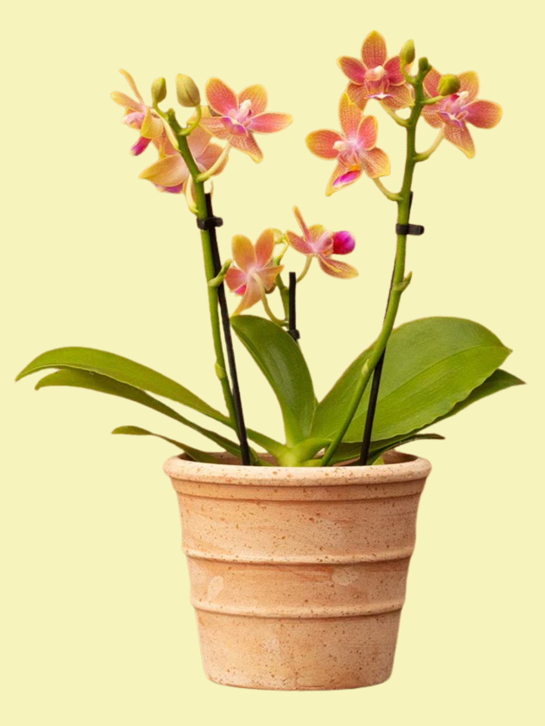 A spring orchid in a ribbed terracotta pot