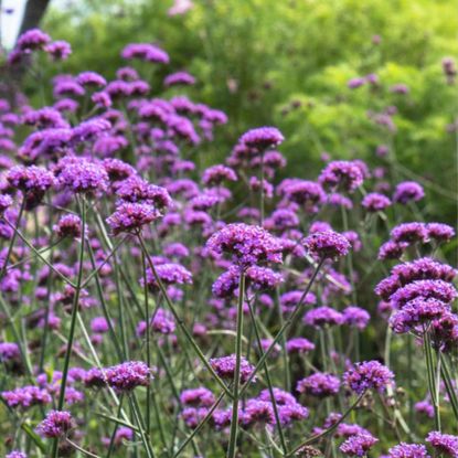 Verbena bonariensis