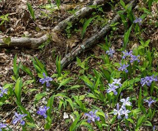 Dwarf woodland iris, Iris cristata, with purple flowers