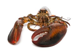 American lobster, Homarus americanus, in front of white background.