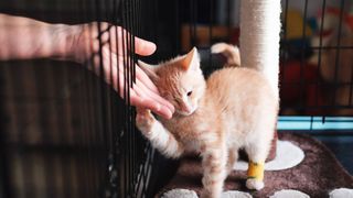 Person petting a kitten