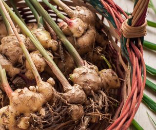 Ginger roots with stems attached in a basket