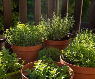 Herb planters with green foliage