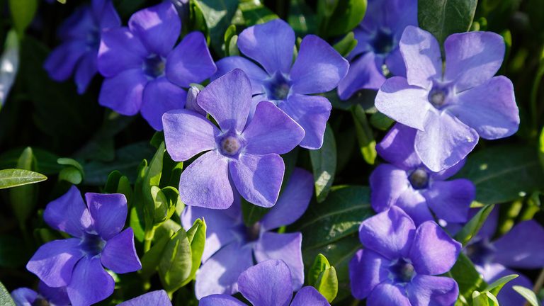 The benefits of ground cover plants and where to use them