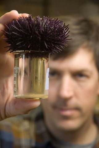 Spawning female urchin