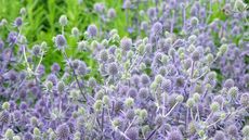 Eryngium Planum, also known as sea holly, 'Blue Glitter' in flower