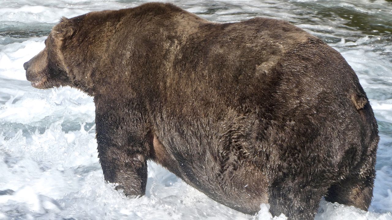 Bear 747, with dark brown coat, standing in the rushing river.