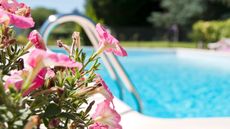 pink flowers next to a swimming pool