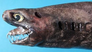 Viper dogfish have triangular-shaped jaws and needle-like teeth