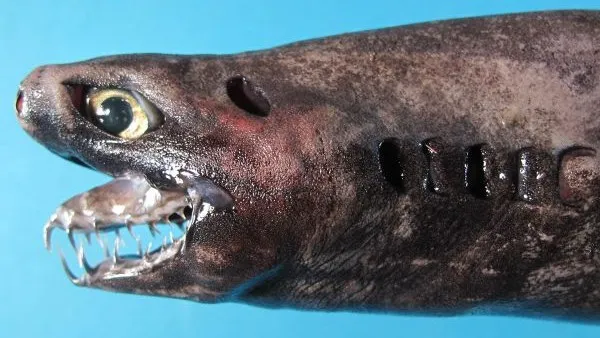 Viper köpek balığı üçgen şekilli çenelere ve iğneye benzer dişlere sahiptir.