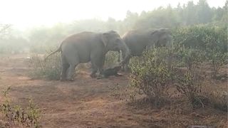 Elephants in a misty forest.