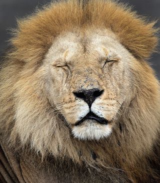 A sleeping lion.