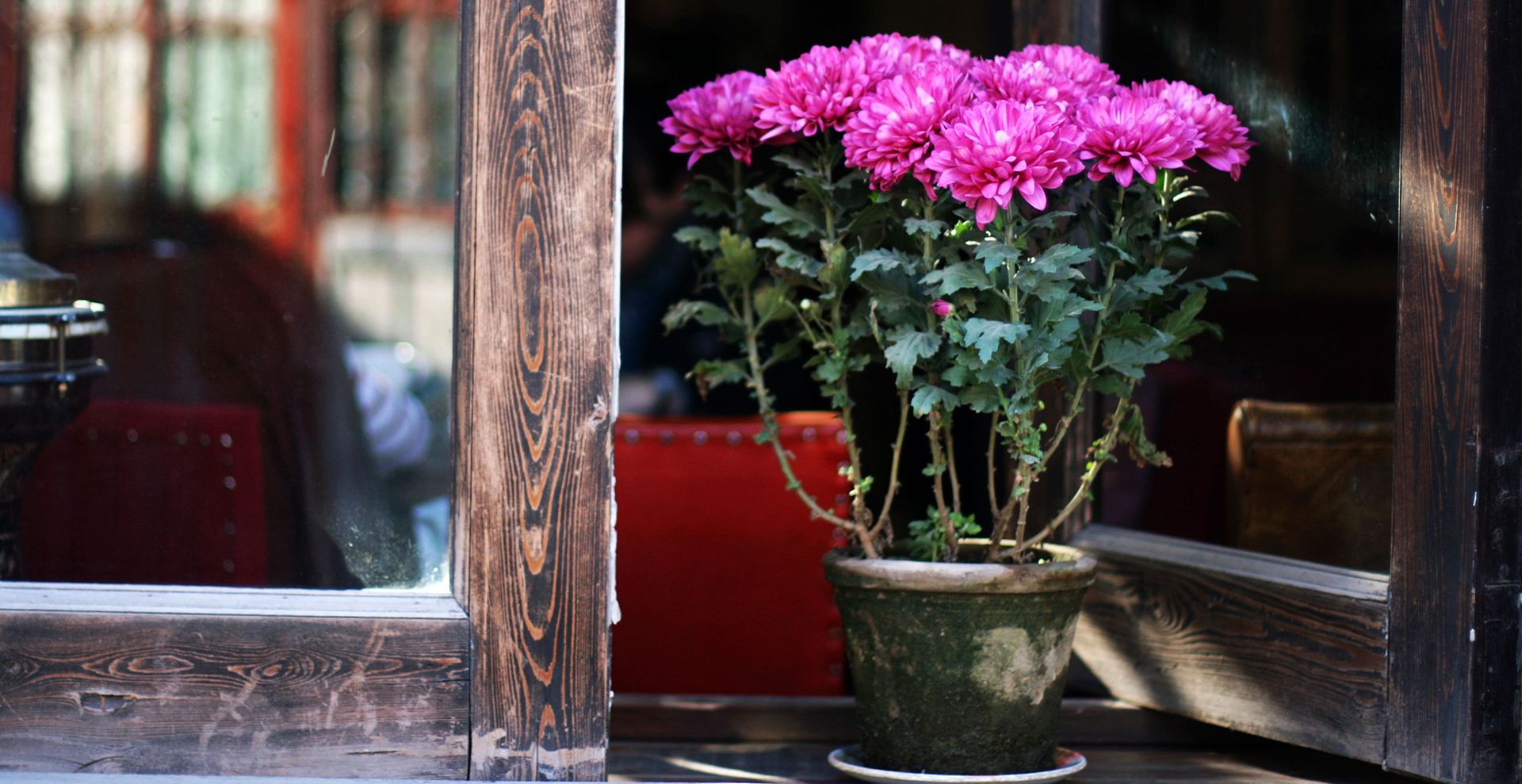 Open window with a potted pink Chrysanthemums to suggest how to keep ants away from the house