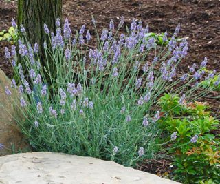lavender Sensational (‘Tesseract’) growing in rockery display