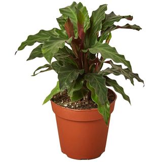 Walmart furry feather calathea