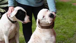 Two Dogo Argentino dogs sat by owner
