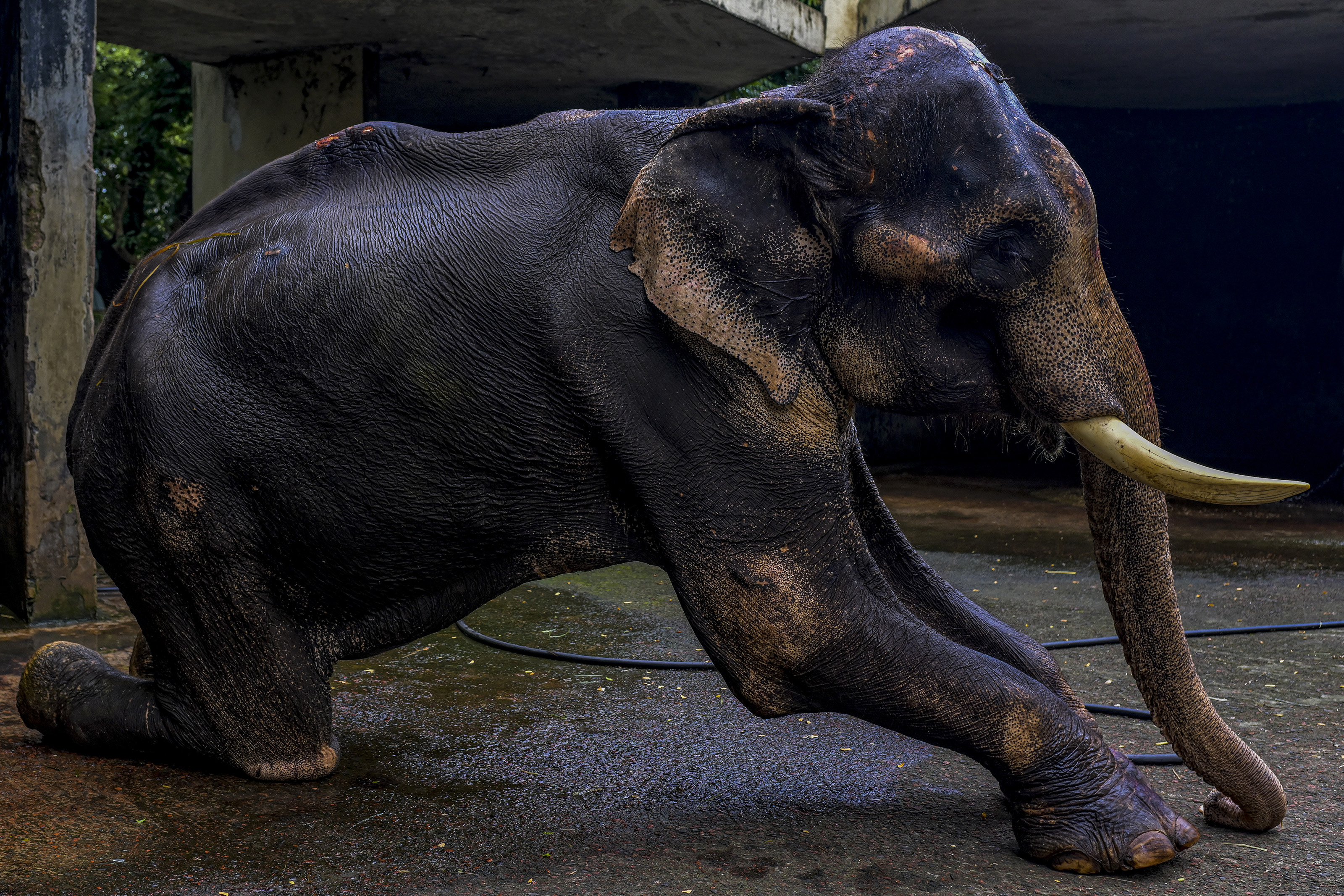 Rescue of Badsha Bahadur, a circus elephant, was transferred to the Bangladesh National Zoo in Mirpur after a video showing his deteriorating health circulated on social media. The elephant is now undergoing treatment and remains under close observation by veterinary specialists in Dhaka, Bangladesh, on 15 July 2026. Badsha Bahadur, the 55-year-old circus elephant, marks a welcome step towards better wildlife welfare. After a video showing his deteriorating health circulated on social media, authorities rescued him from Naogaon. She is expected to receive veterinary care, proper nutrition, and much-needed rest. According to officials, the elephant had an injured leg, a broken tusk with an infection, and an owner who could no longer afford the cost of his treatment and upkeep. (Photo by Zabed Hasnain Chowdhury/NurPhoto via Getty Images)